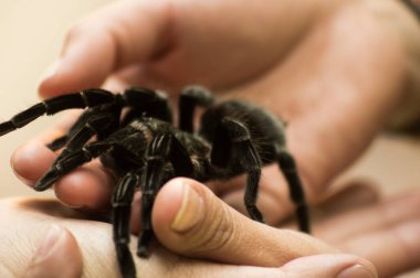 Tarantula, büyük örümcek, ellerinde poz veriyor.