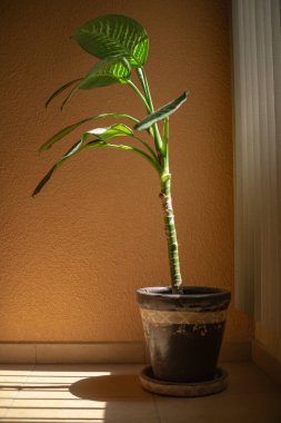 Orta büyüklükteki gümüş renkli güneşlik pencereden geliyor.