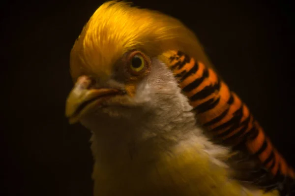 Uccello Giallo Arancio Guardarsi Intorno — Foto Stock
