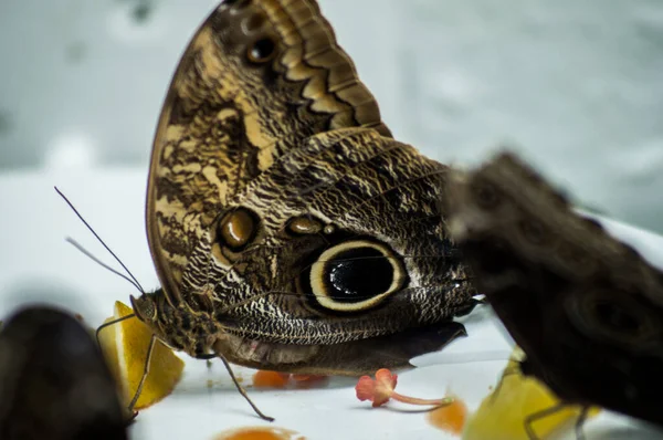 Бабочка Крыльями Похожими Глаза — стоковое фото
