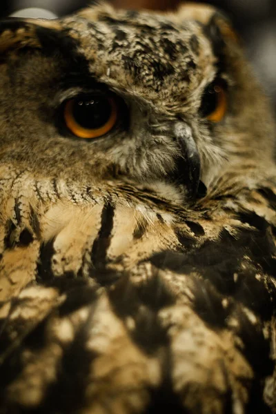 Uil Die Naar Kijkt Als Een Prooi — Stockfoto