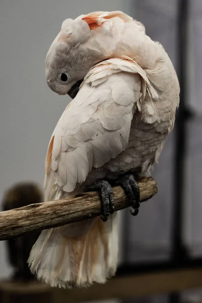 Arara Escarlate Preening Suas Asas — Fotografia de Stock