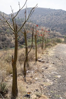 Dağın tepesinde bir çöl yolu sizi olağandışı bir yere götürür.