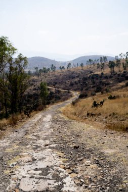 Tarlayı geçen ve ormanı ortadan sınırlayan bir patika.