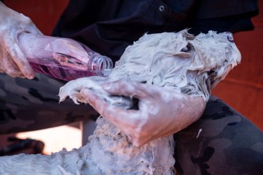 Eller şampuanla köpek kılı sabunlar.