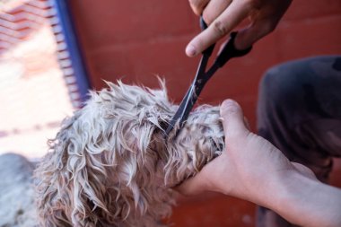 Makas köpeğin kertenkelelerini kesiyor.