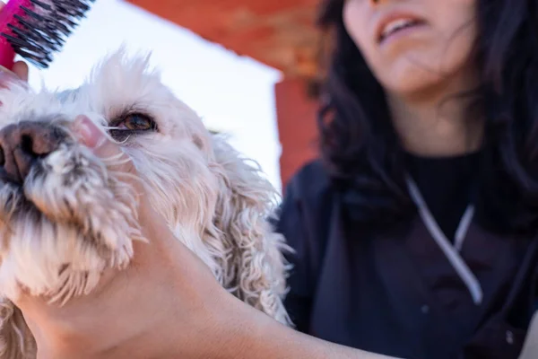 girl brushes dog's muzzle