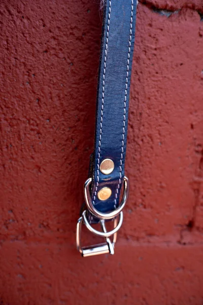 Blue Dog Collar Hanging Red Background — Stock Photo, Image