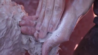 Köpeğin patisini duruluyorum.