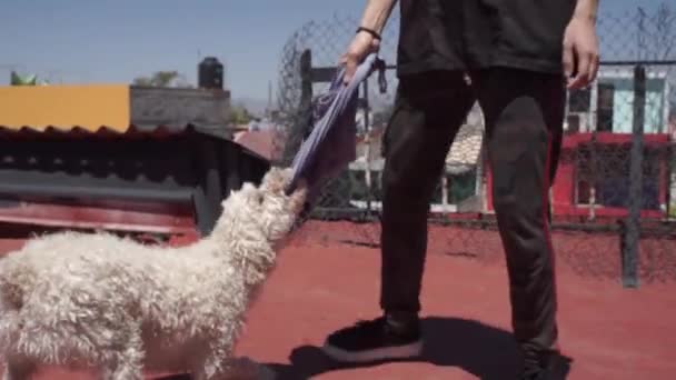 Собака Играет Перетягивание Тряпки — стоковое видео
