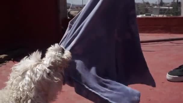 Cão Jogando Puxando Pano — Vídeo de Stock