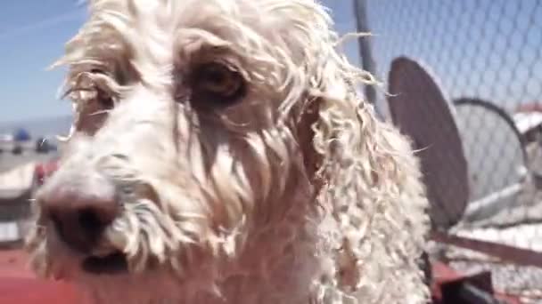 White Dog Drying Sun — Stock Video