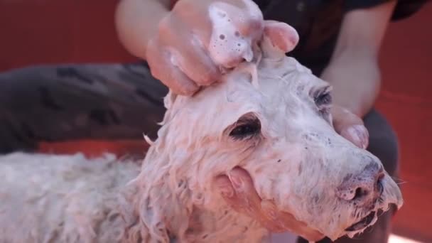 Mädchen Seift Hundehaare Mit Shampoo Ein — Stockvideo