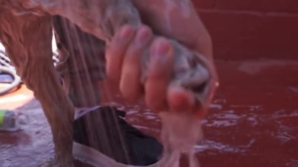 Mädchen Schrubbt Hundepfote Mit Ihren Fingern — Stockvideo