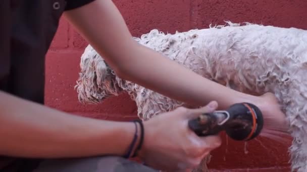 Dog Being Wet Sprinkler — Stock Video