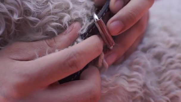 Hand Knöpft Einem Hund Das Halsband Auf — Stockvideo