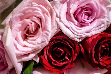 arkaplan olarak çok renkli güller