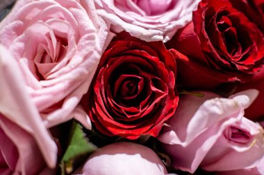 arkaplan olarak çeşitli renkli güller