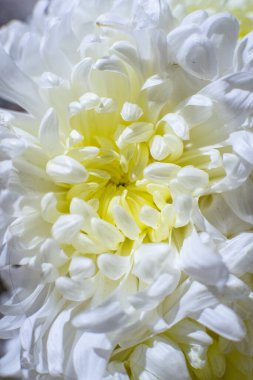 Arkaplan olarak bir yıldız çiçeği açılışı