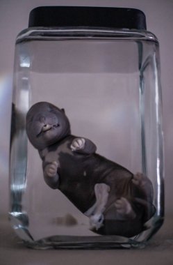 Kavanozun içindeki köpek cenini.