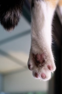 Kedi patisi yukarıda sallanıyor