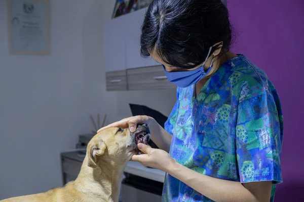 Veterinario Hembra Comprueba Los Dientes Del Perro — Foto de Stock