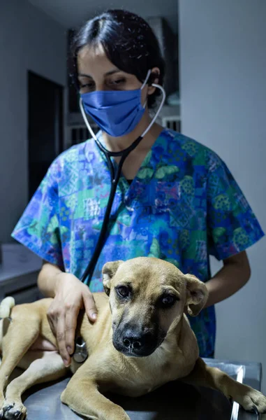 vet checks the dog\'s heart