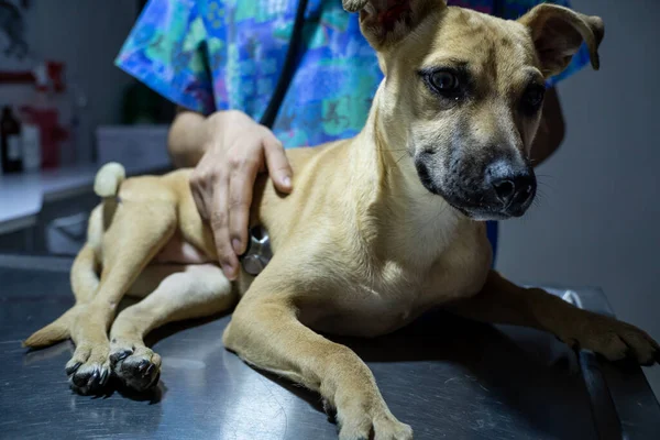 Mano Comprueba Corazón Del Perro — Foto de Stock