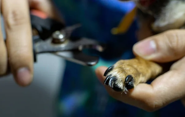 Trimming Nails Chihuahua Dog — Stock Photo, Image