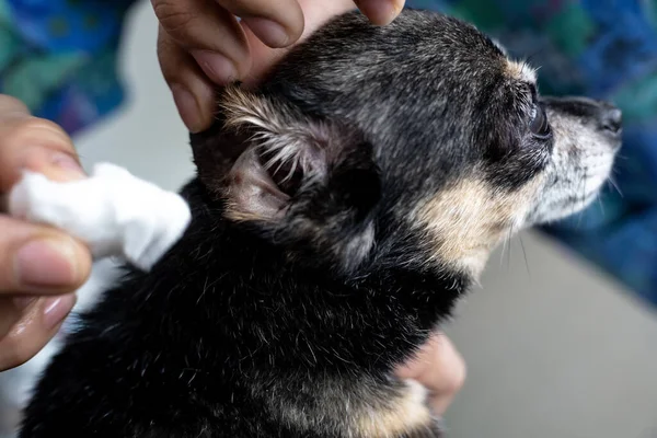 Manos Limpiando Las Orejas Del Perro — Foto de Stock