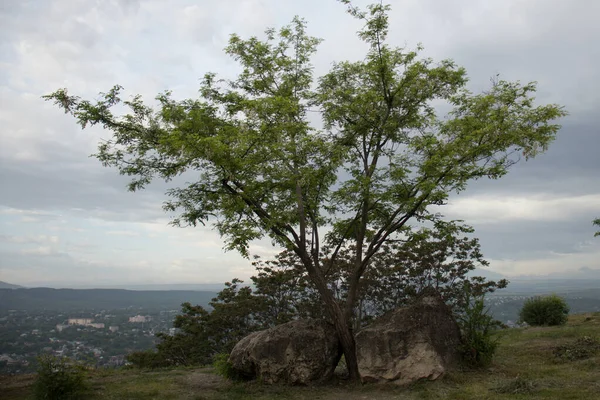 Albero Nel Parco Cresciuto Tra Due Grandi Pietre — Foto Stock