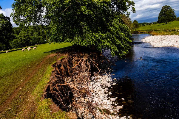 Trees Roots Exposed Flood Damage River Eamont Penrith — Stock Photo, Image