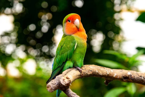 Dala Konmuş Turuncu Yüzlü Yeşil Bir Papağan — Stok fotoğraf