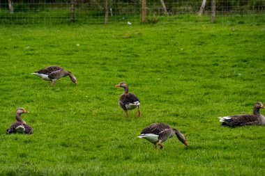 Tarlada bir kaz sürüsü
