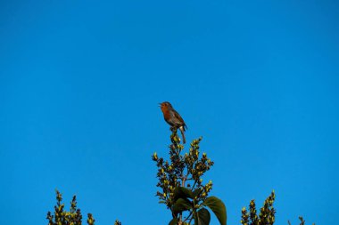 Güneşli bir günde ağaçta tüneyen bir bülbül