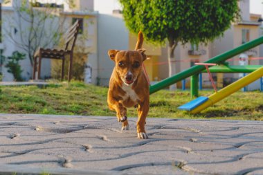 Perrito corriendo hacia su dueo bajo la luz del amanecer