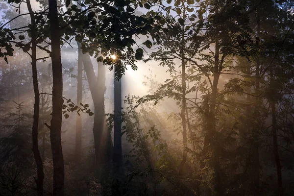 Foggy Forest Sunrise Visible Sunrays Karelian Isthmus Karelia Russia Yastrebinoye — Stock Photo, Image