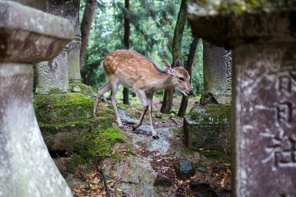 Sika Deer Nella Foresta Vicino Tempio Kasugataisha Kurumayadori Nara Giappone — Foto Stock