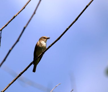 Gagasında yemek olan bir kuş.