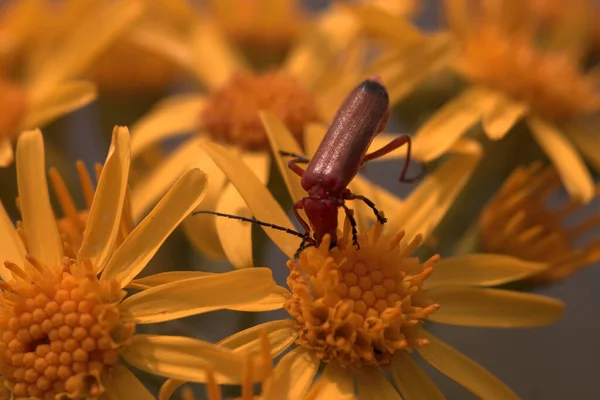 Scanalatura Polline Fiore Questo — Foto Stock