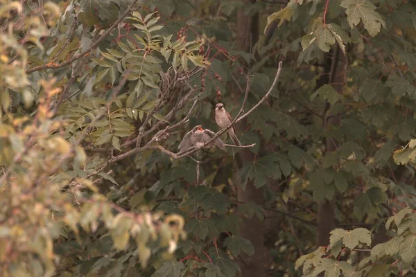 Murmeltier Männchen Verfüttert — Stockfoto