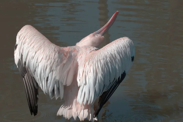 Pelikan Beim Putzen Von Federn Wasser — Stockfoto