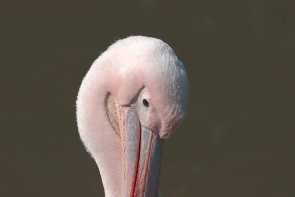 Flamingo Branco Zoológico — Fotografia de Stock