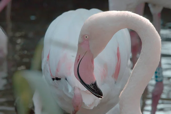 Weißer Flamingo Zoo — Stockfoto