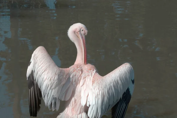 Pelikan Beim Putzen Von Federn Wasser — Stockfoto