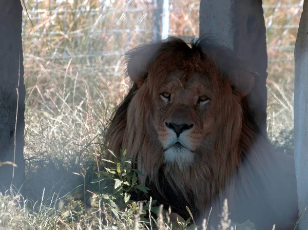 Lion Reposant Ombre — Photo