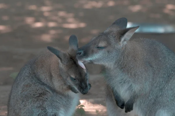 Petits Kangourous Dans Zoo Région Bohême Sud — Photo