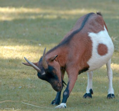 Yedekteki genç keçi