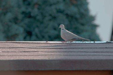 Güvercin garajda dinleniyor.