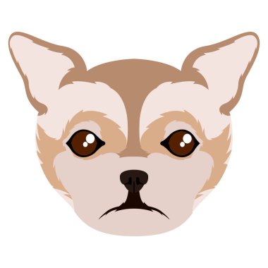 İzole chihuahua avatar